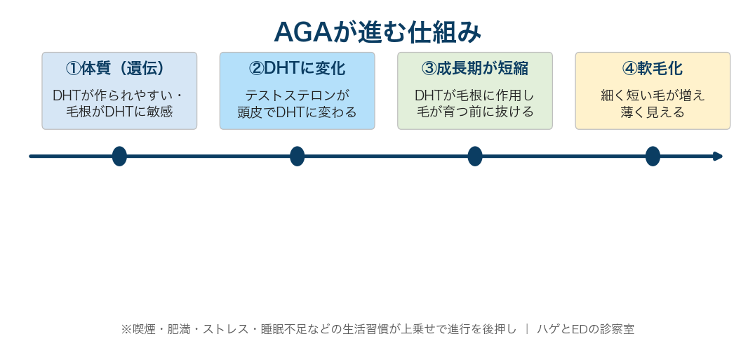 遺伝的体質→テストステロンがDHTに変化→成長期短縮→軟毛化