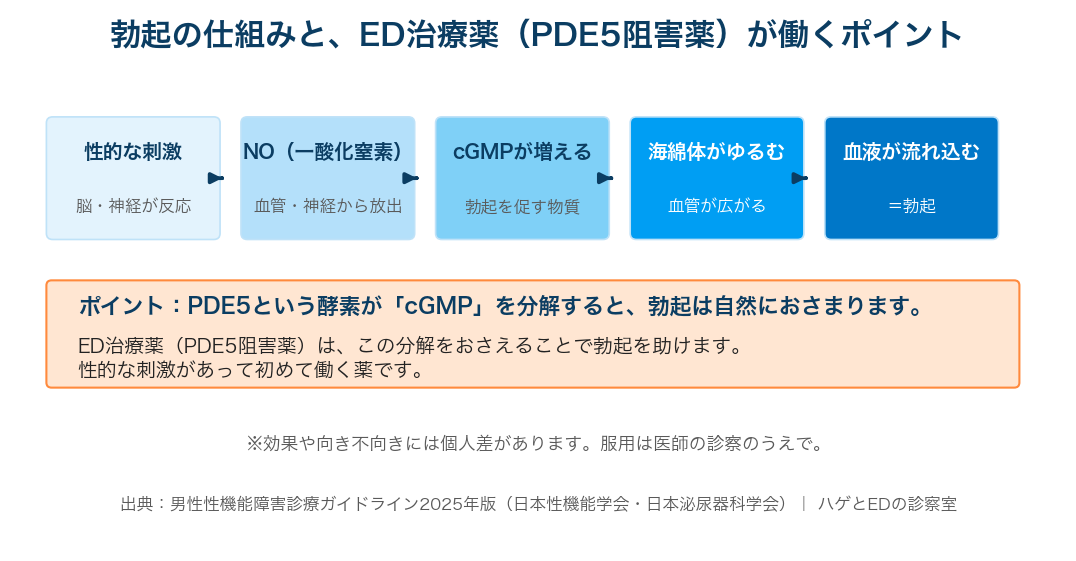 勃起の仕組みとPDE5阻害薬が働く位置の図解