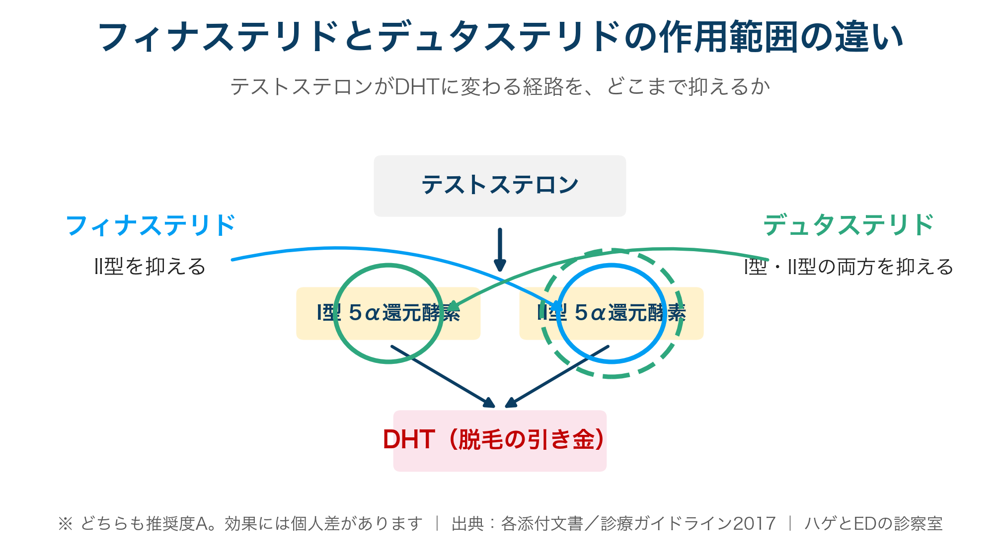 フィナステリドとデュタステリドが抑える5α還元酵素の違い